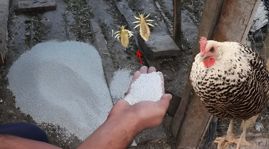 Tavuk kümesinde bit olmaması için ne yapmalı?
