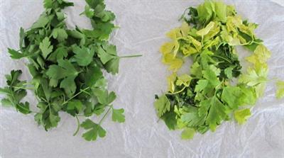 OzMagic Musluk Ucu Ozon Jeneratörü