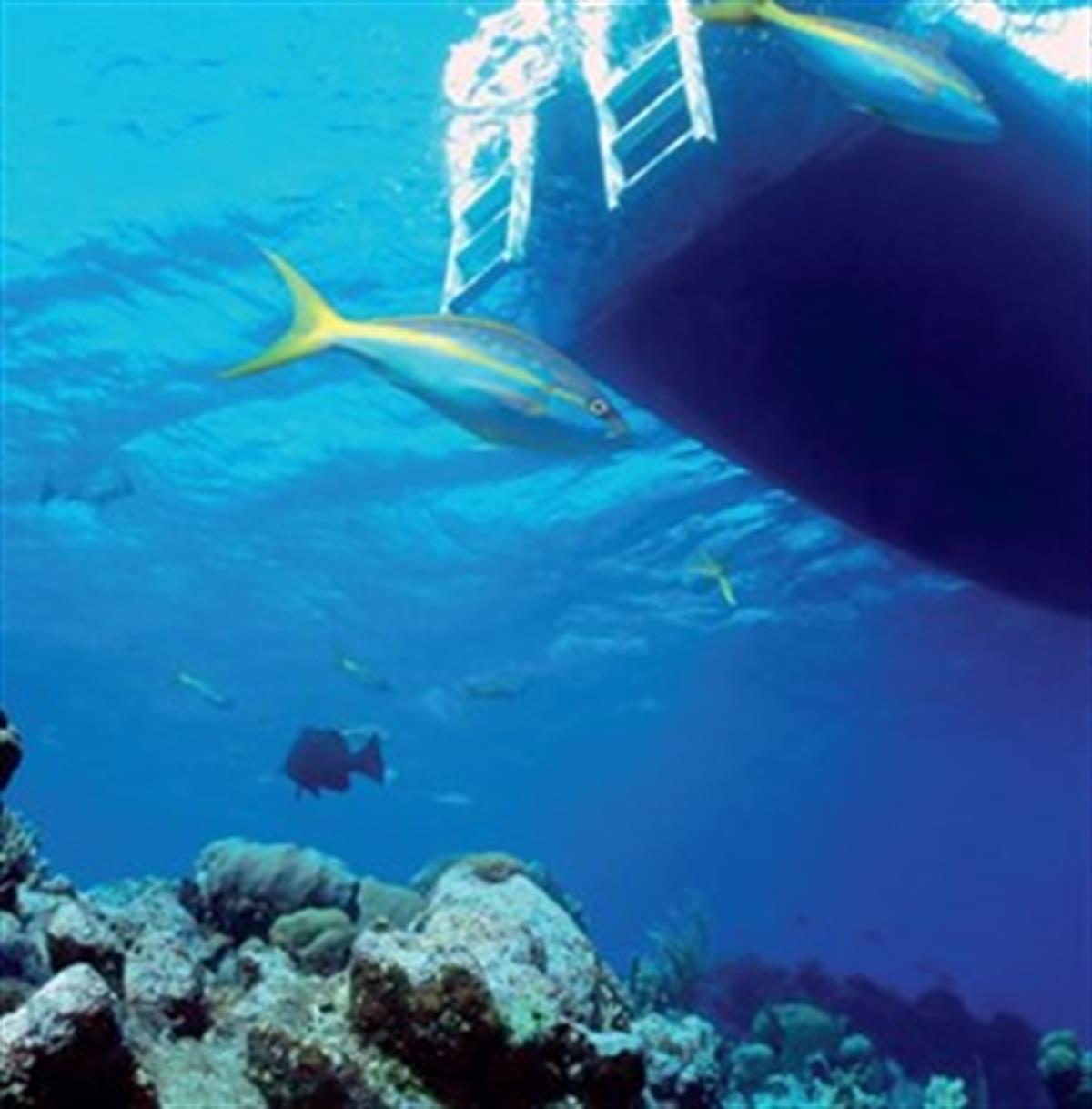 Double Deck Snorkel Dalış Sistemi