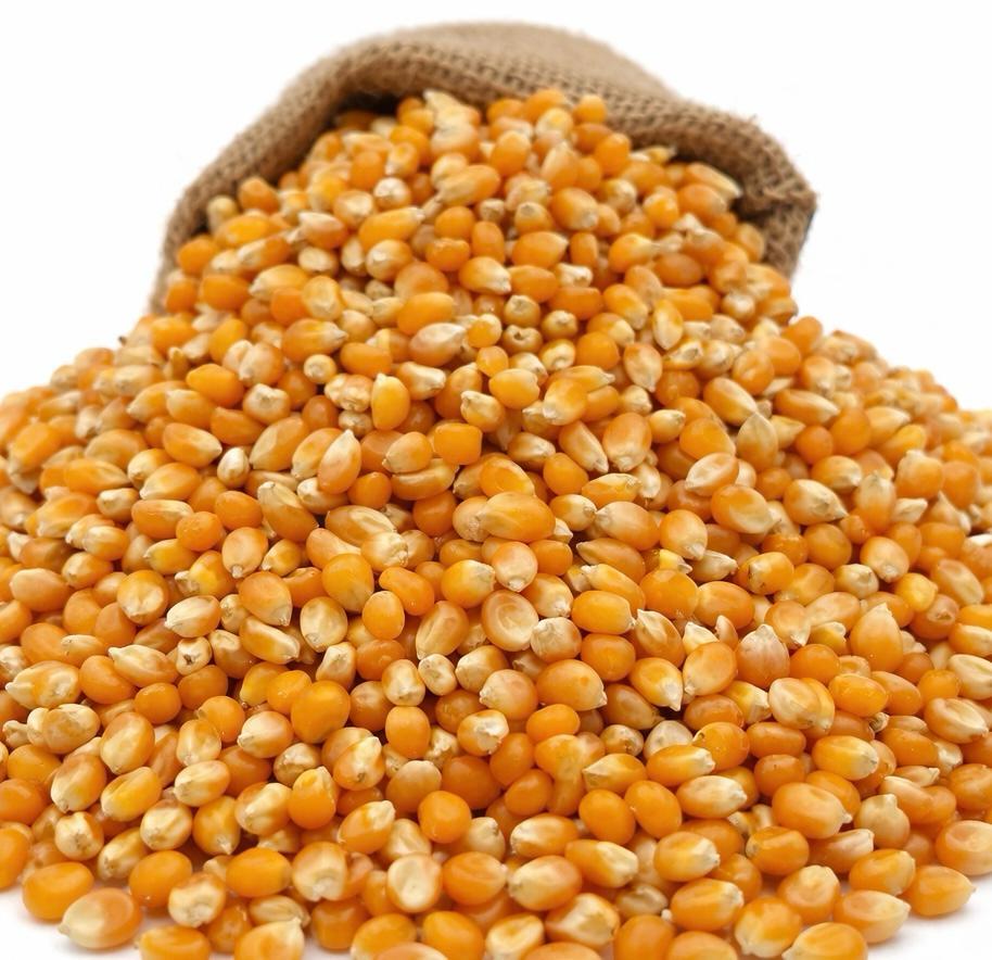 Popcorn Mısır