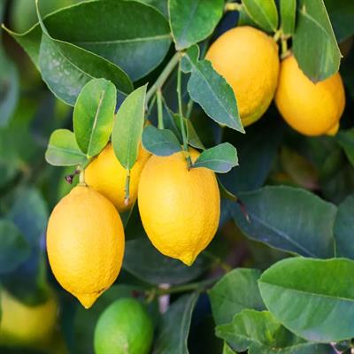 Limon Kolonyası 400 ML Pet Şişe