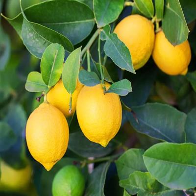 Limon Kolonyası 160 ML Pet Şişe