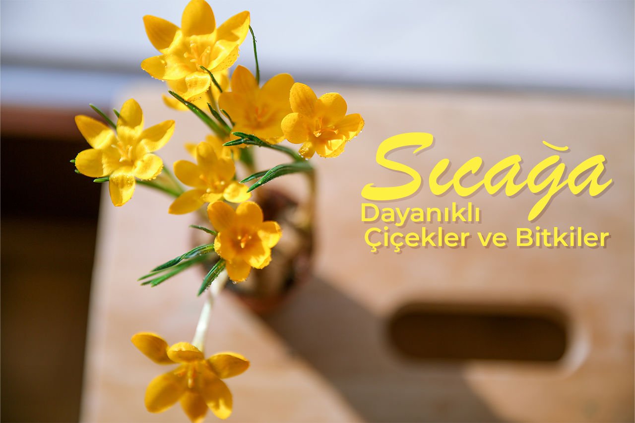 Sıcağa Dayanıklı Çiçekler ve Bitkiler