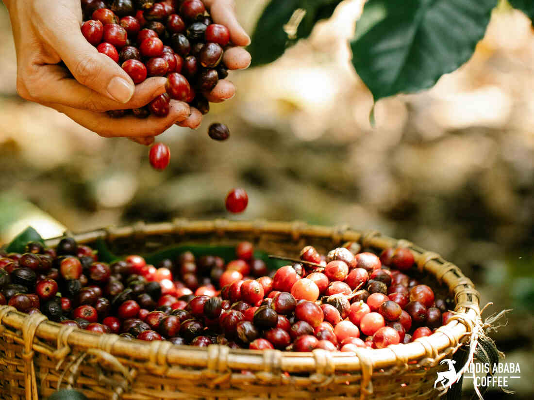 Neden Addis Ababa Coffee