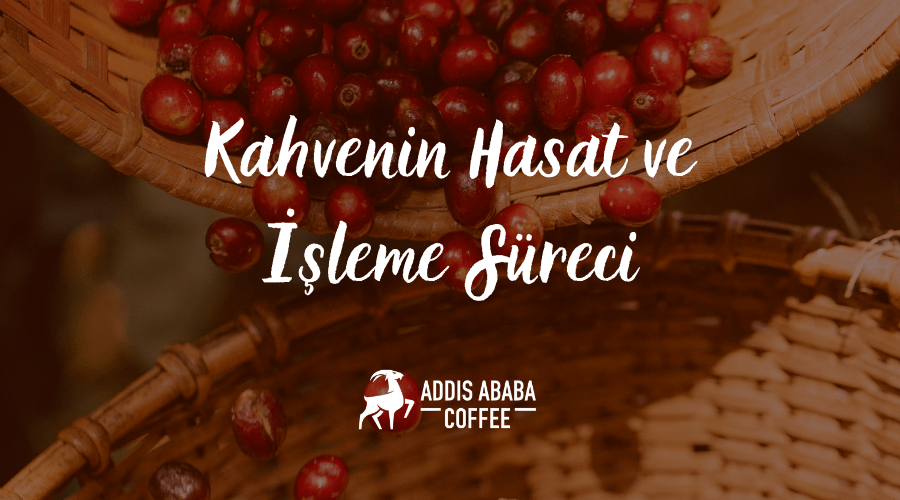Kahvenin Hasat ve İşleme Süreci