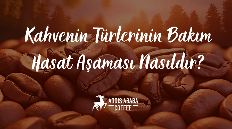 Kahvenin Türlerinin Bakım Hasat Aşaması Nasıldır?