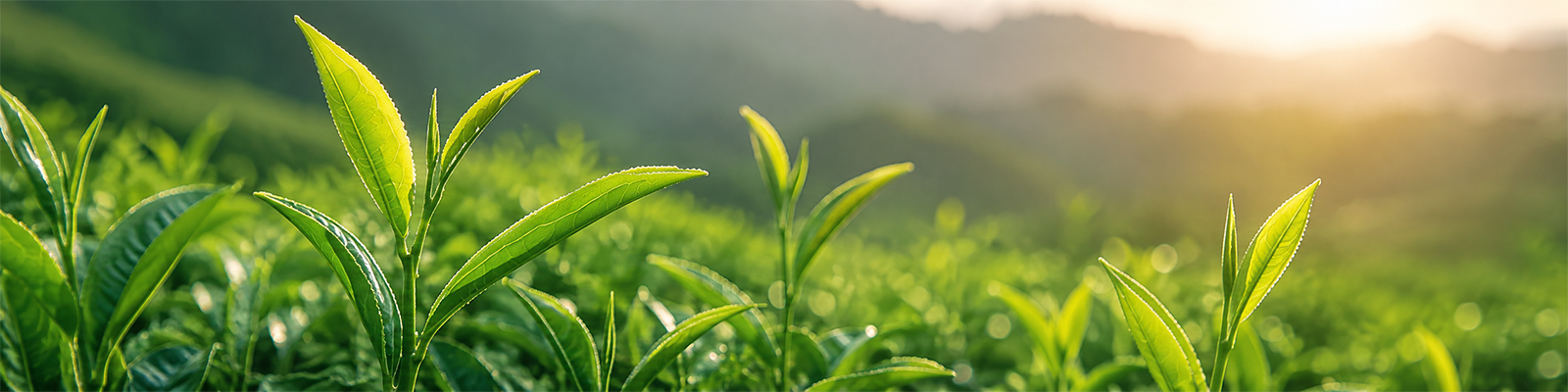 Matcha Nedir