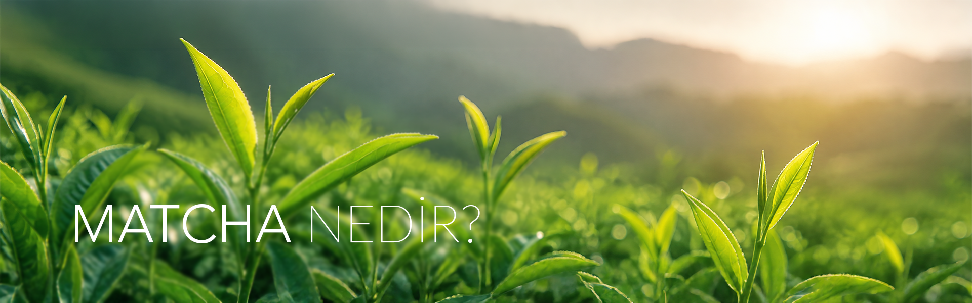 Matcha Nedir