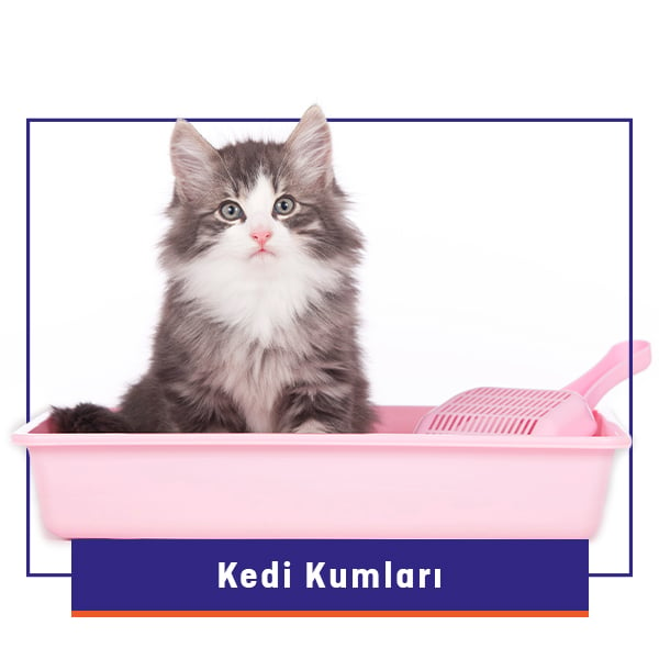 Kedi Kumu