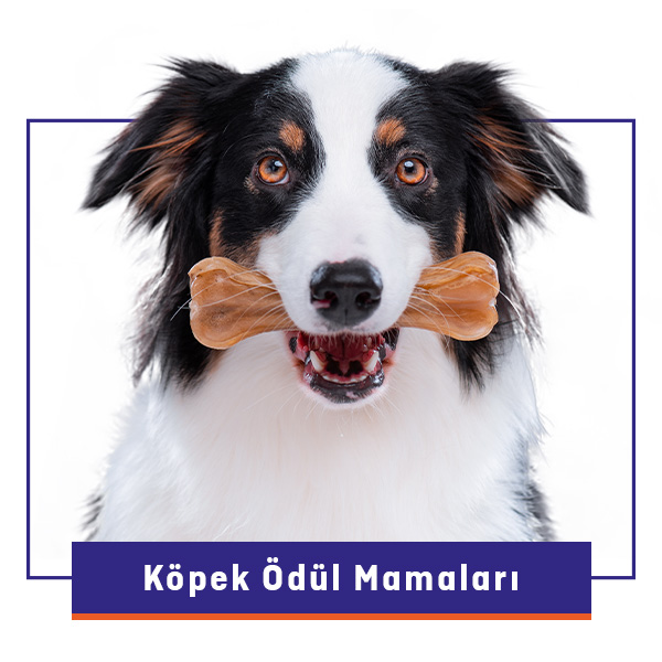 Köpek Ödül Maması