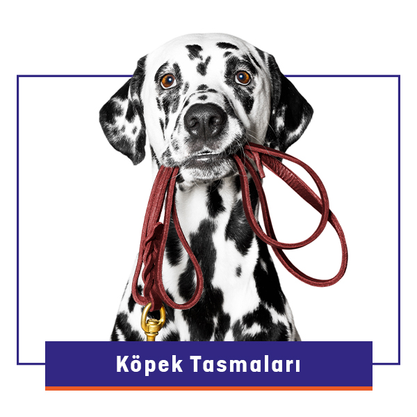 Köpek Tasmaları