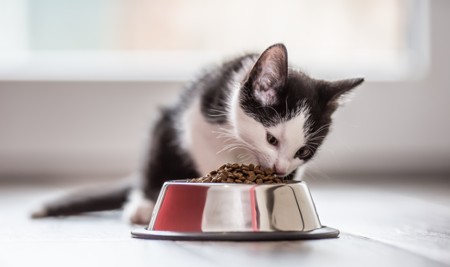 Bütün pati dostları buraya! Kedi maması seçerken nelere dikkat etmeli?