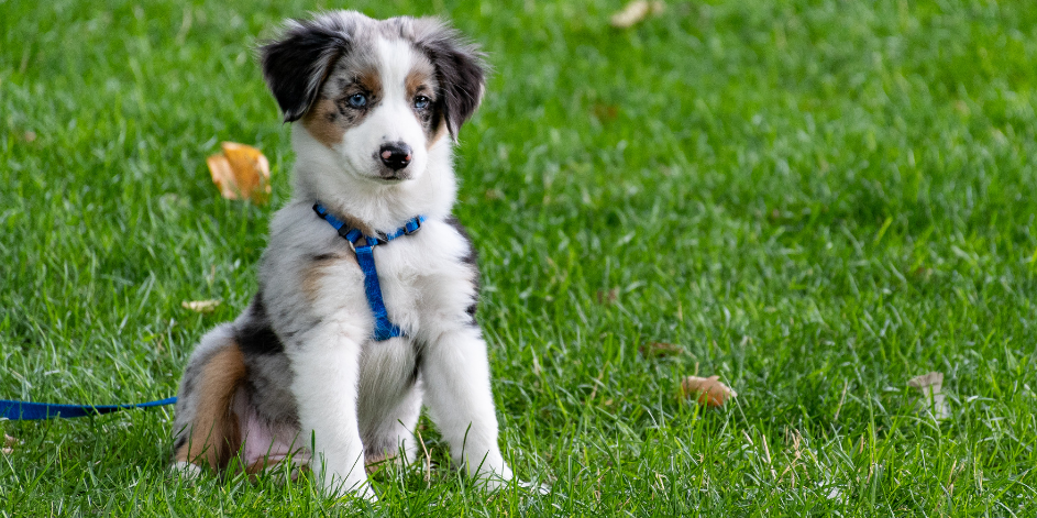 En Çok Tercih Edilen Dişi ve Erkek Köpek İsimleri