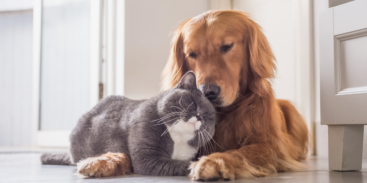 Evde Kedi̇ Ve Köpek Bakımı: Yeni̇ Başlayanlar İçi̇n Rehber