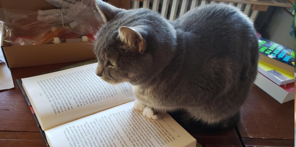 Kedi Bakımında Olmazsa Olmaz Ürünler