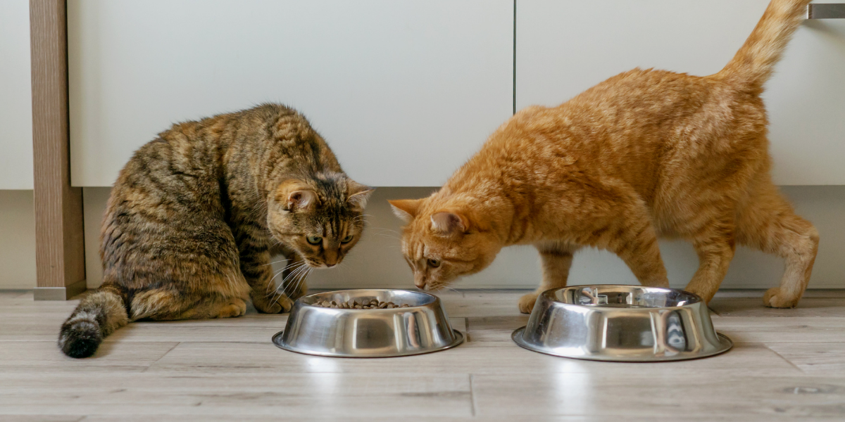 Kedi Kuru Maması Seçiminde Yapılan Hatalar