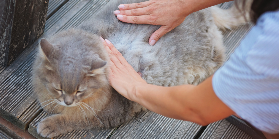 Kedi Parazitleri: Bilmeniz Gereken Doğru Gerçekler