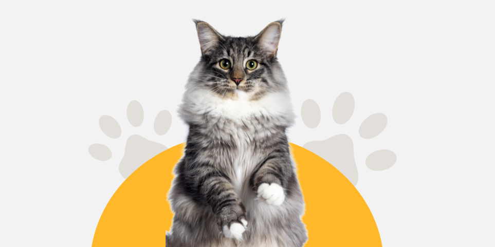Kedi Sağlık Ürünleri: Aşı, Parazit Ve Bakım İpuçları