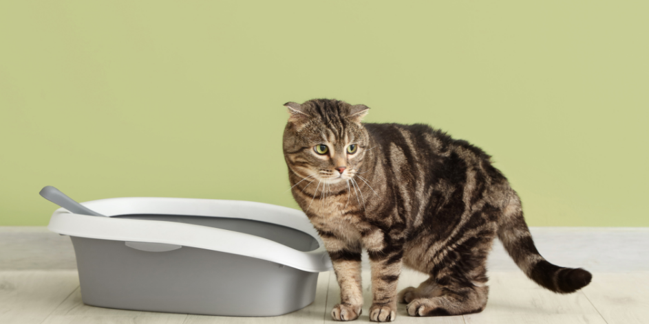 Kedinizin Sağlığı İçin En Güvenli Kedi Kumu Türleri: Hangi Kum Senin Kedine Göre?