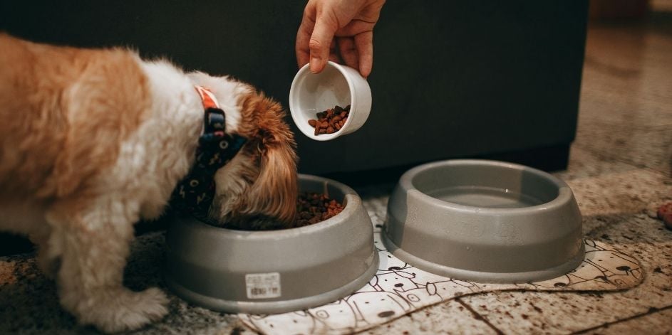 Köpeğiniz İçin Yüksek Proteinli Mama Önerileri