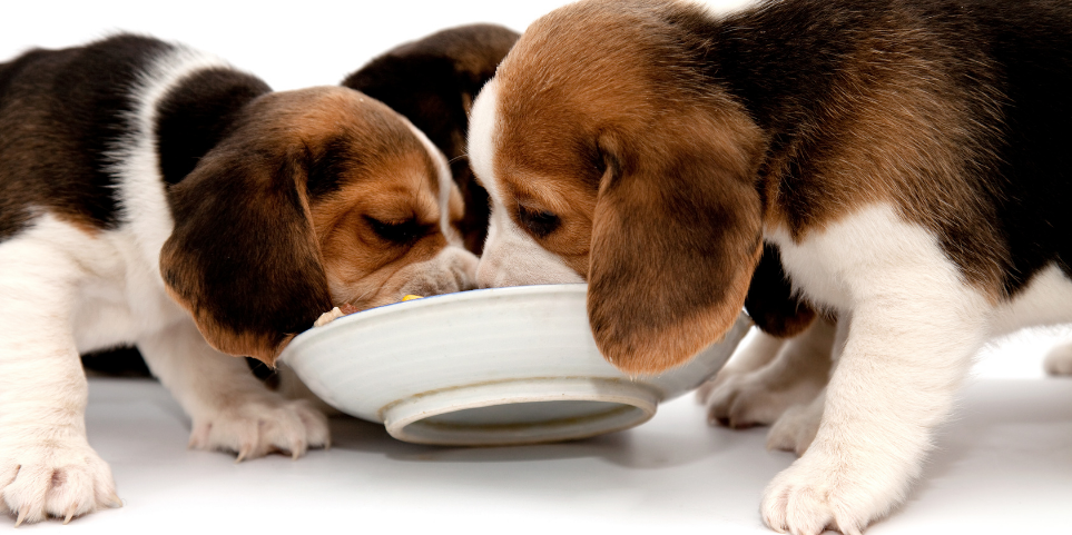 Köpeğiniz İçin Yüksek Proteinli Mama Önerileri