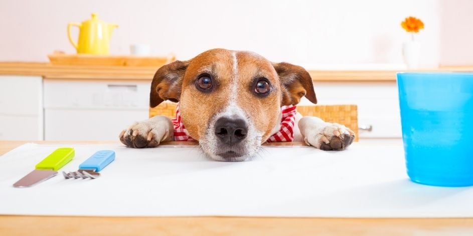 Köpeğiniz İçin Yüksek Proteinli Mama Önerileri
