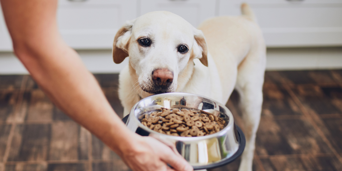 Köpeğinize Uygun Mama Nasıl Seçilir?