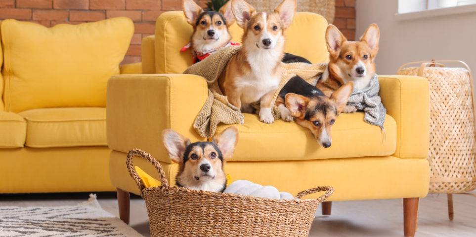 Köpeğinizin Yaşına Göre Beslenme Rehberi