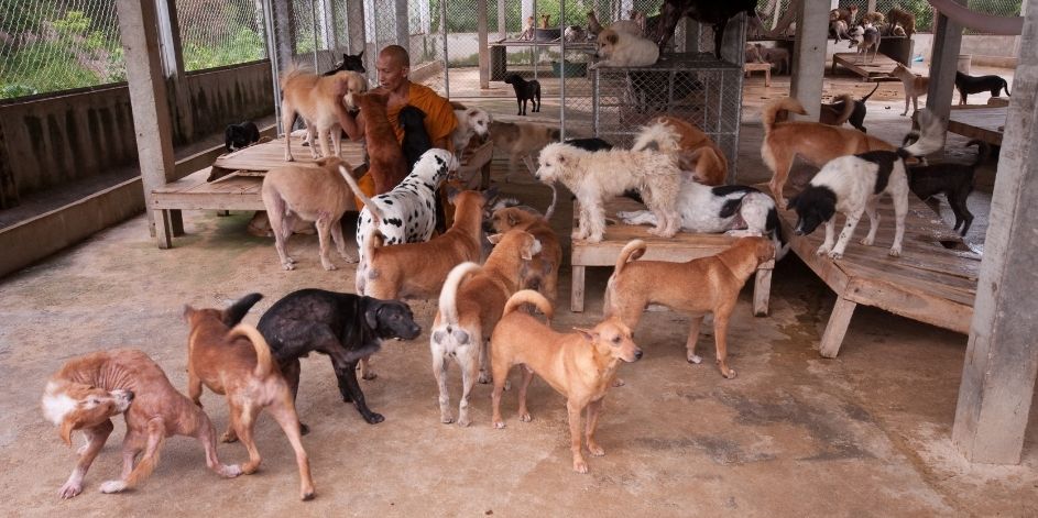 Köpeğinizin Yaşına ve Irkına Göre En İyi Kuru Mama Seçimi