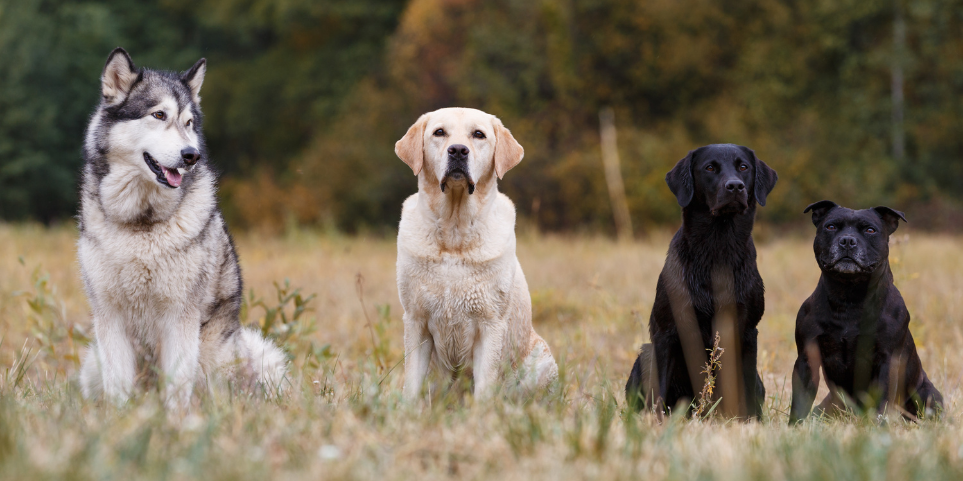 Köpeğinizin Yaşına ve Irkına Göre En İyi Kuru Mama Seçimi