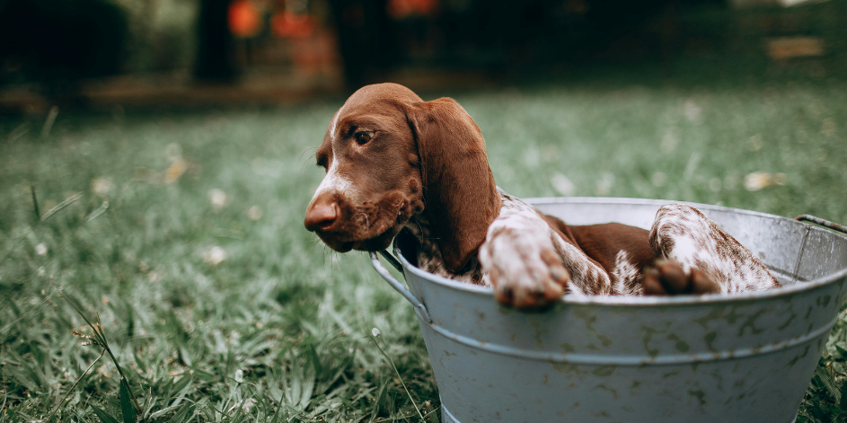 Köpek Bakımı: Banyo ve Temizlik Önerileri