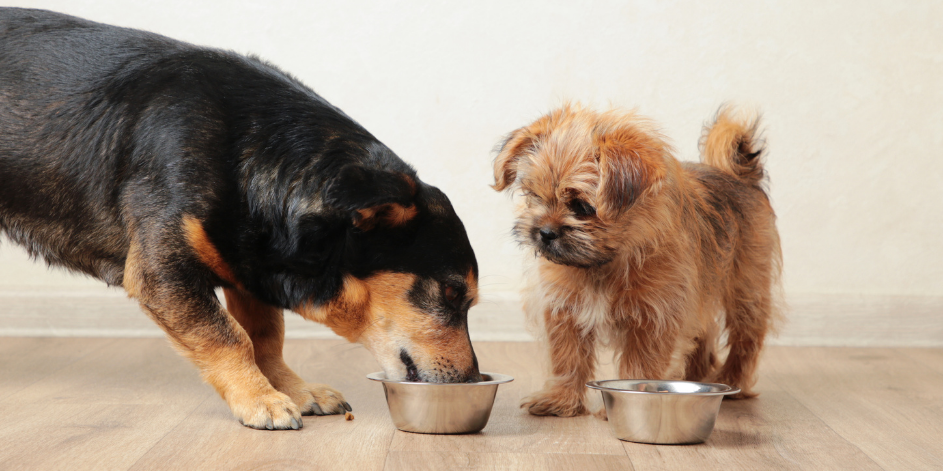 Köpeklerde İştahsızlık: Mama ve Yemek Reddinin Nedenleri