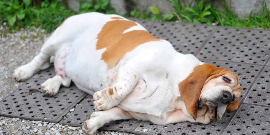 Köpeklerde Obeziteyi Önlemek İçin Doğru Beslenme