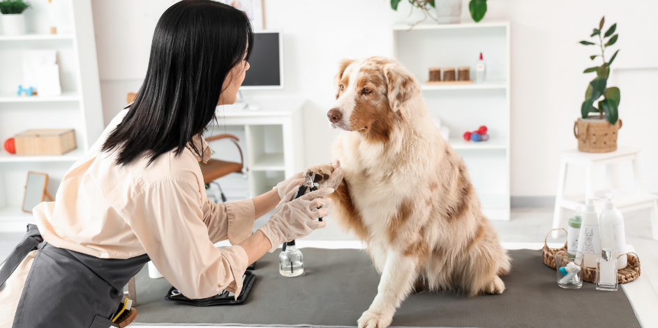 Köpeklerde Tırnak Kesimi ve Bakımı Hakkında Bilmeniz Gerekenler