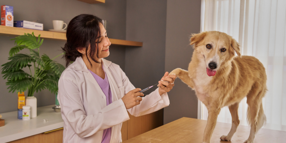 Köpeklerde Viral Hastalık Koruması: DHPP Aşısının Önemi