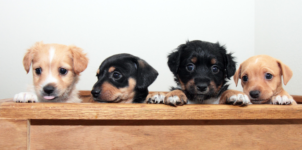 Yavru Köpekler İçin Özel Kuru Mama Önerileri