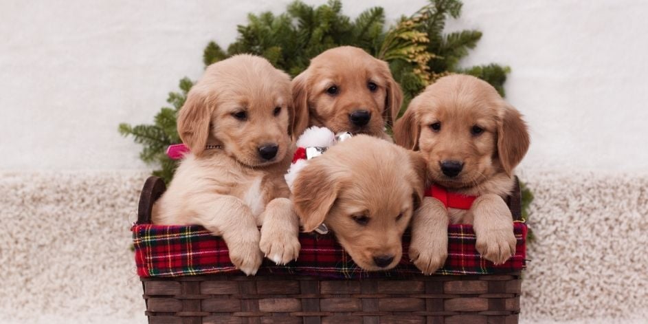 Yavru Köpekler İçin Özel Kuru Mama Önerileri
