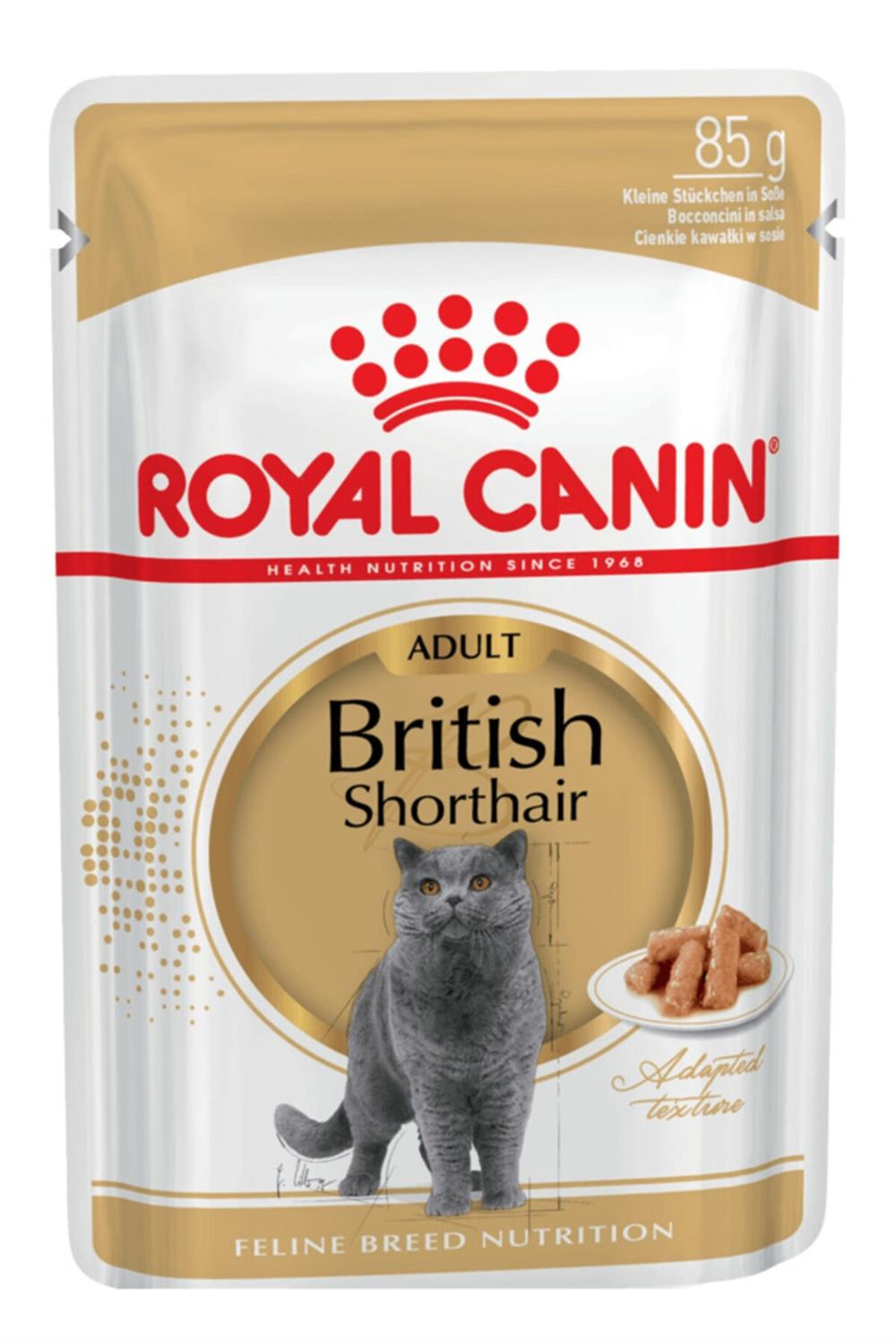 12-adet-british-shorthair-yetiskin-ked--6706b.jpg