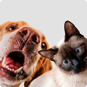 Kedi ve Köpek Maması Arasındaki Fark