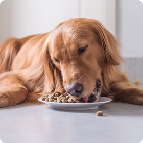 Köpeğiniz için en iyi olanı nasıl seçerken nelere dikkat etmelisiniz?