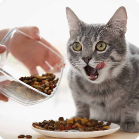 Kedi maması seçerken nelere dikkat etmeli
