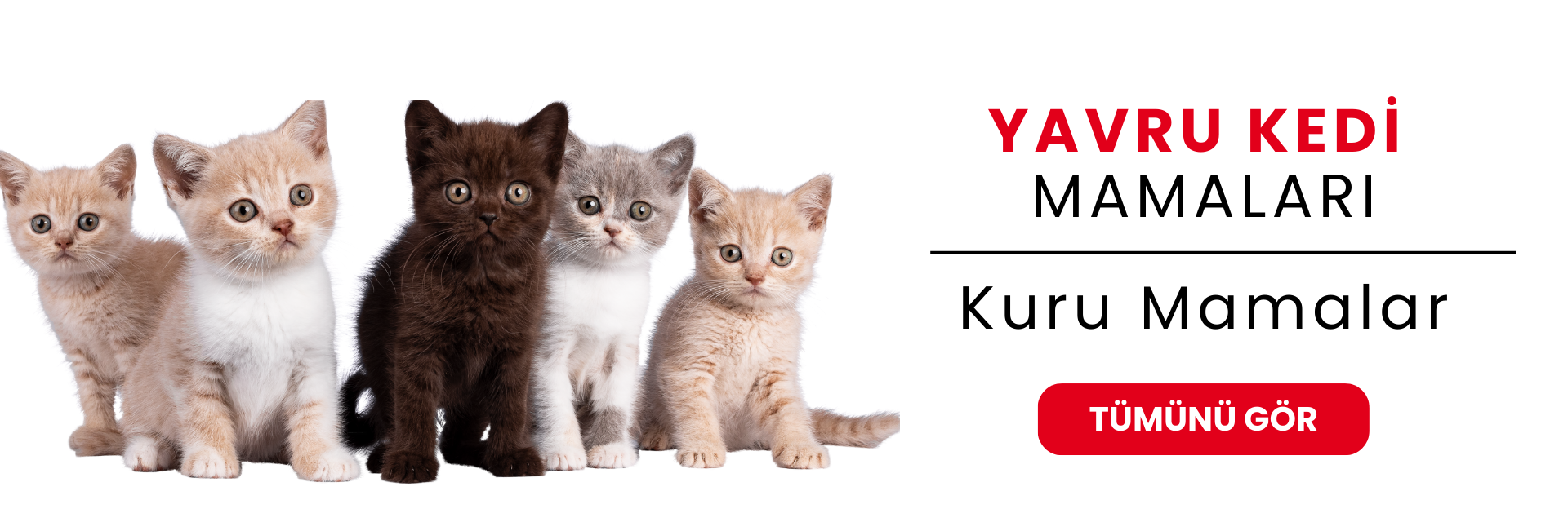 Yavru Kedi Kuru Mamaları