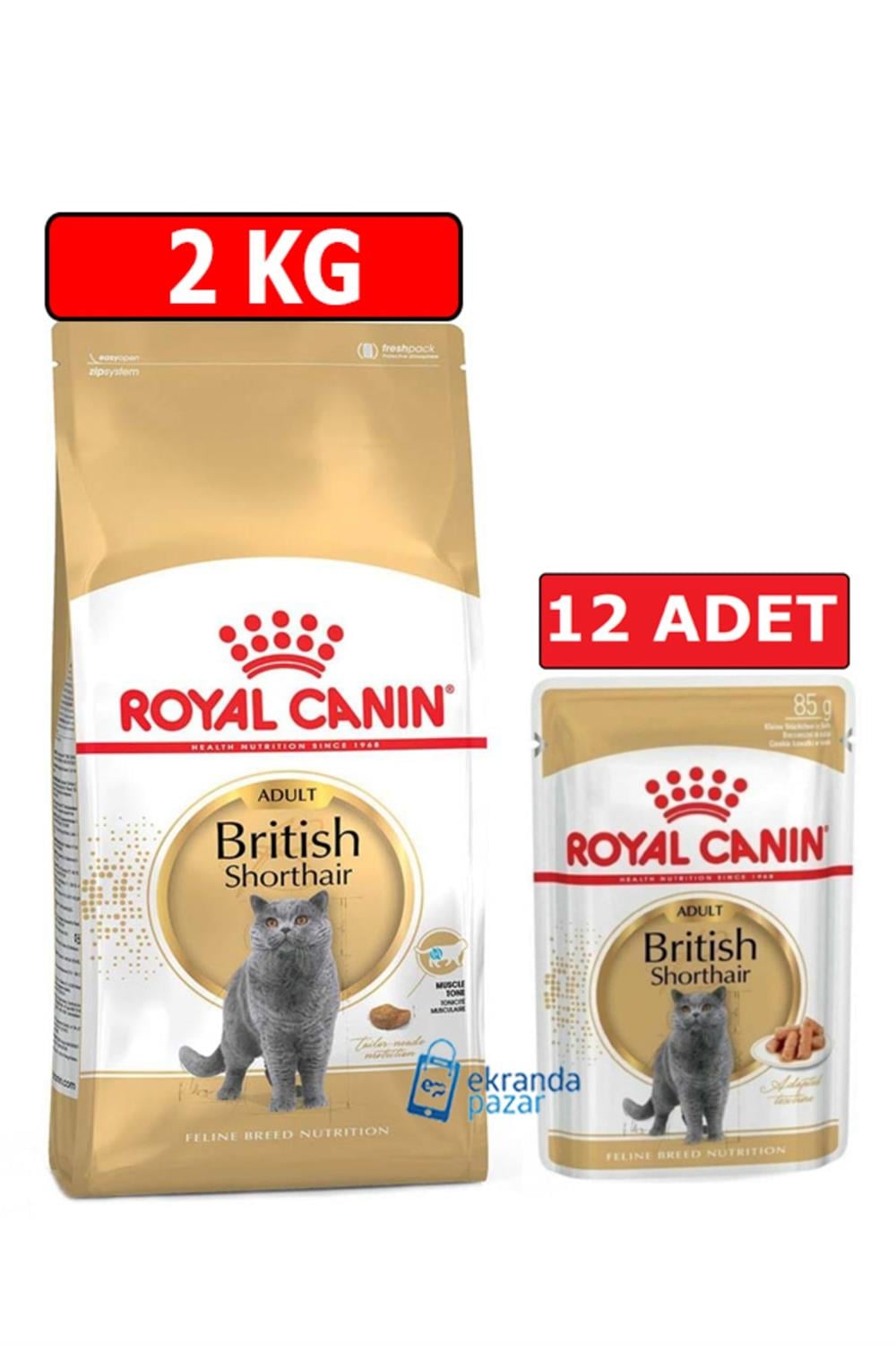 british-shorthair-adult-ikili-paket-2k-e-8f1a.jpg