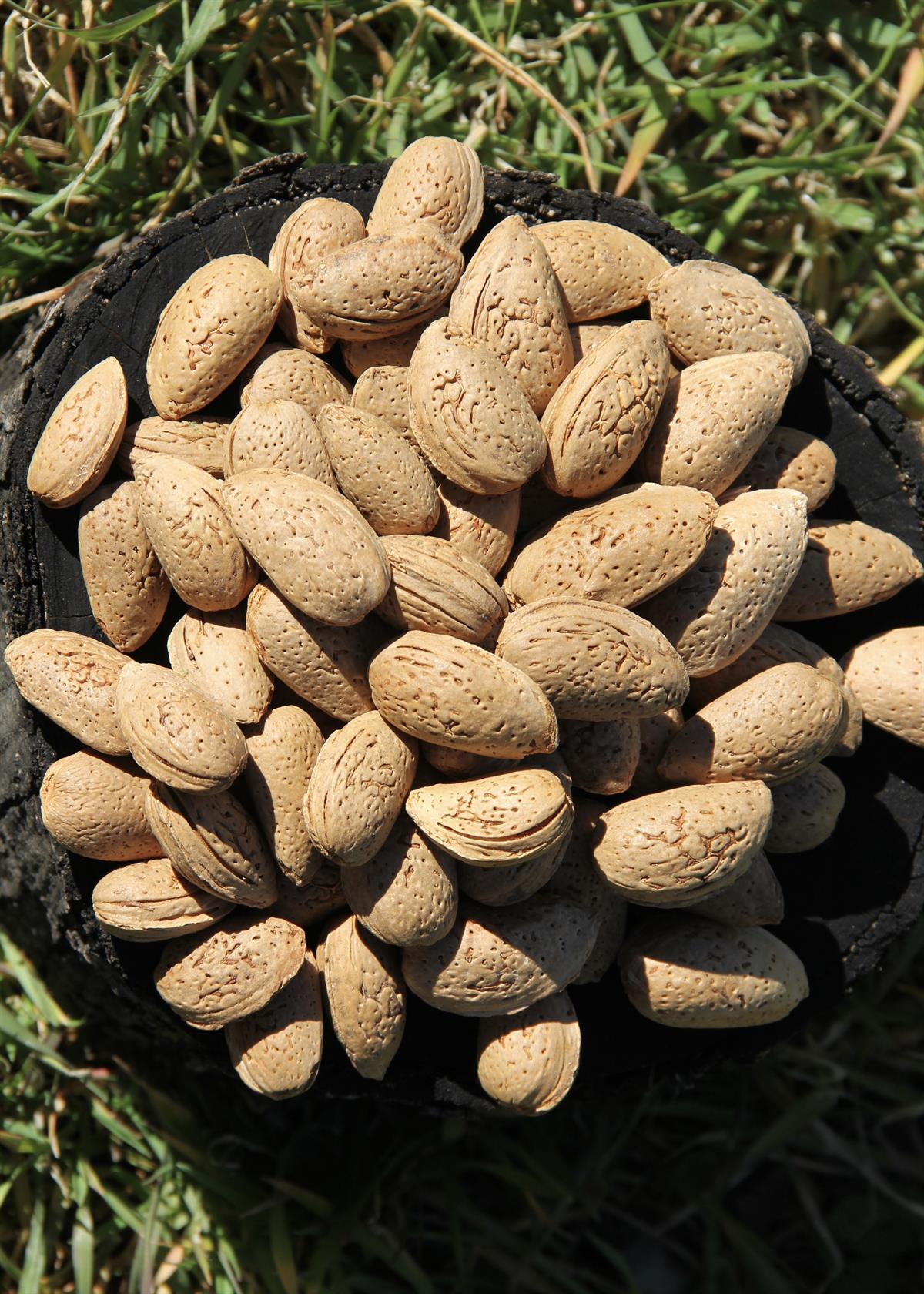 Datça Kabuklu Bademi 1kg