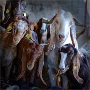 esatis.senkoyluler.com