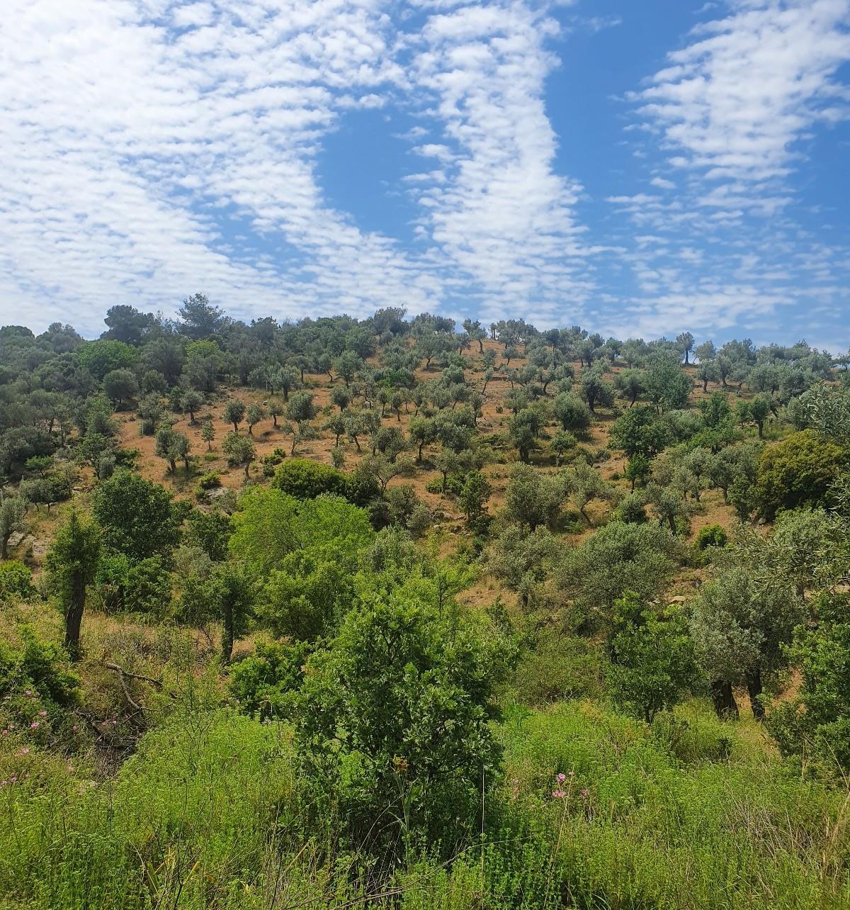 %100 Dağ Yağı 500 ml