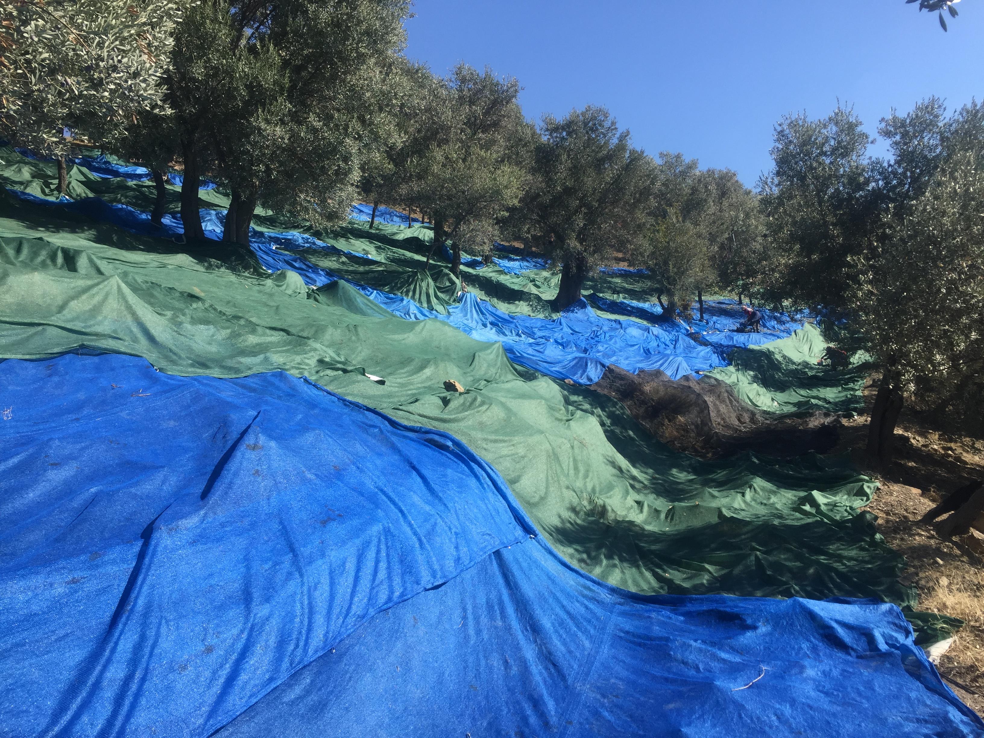 %100 Dağ Yağı 500 ml