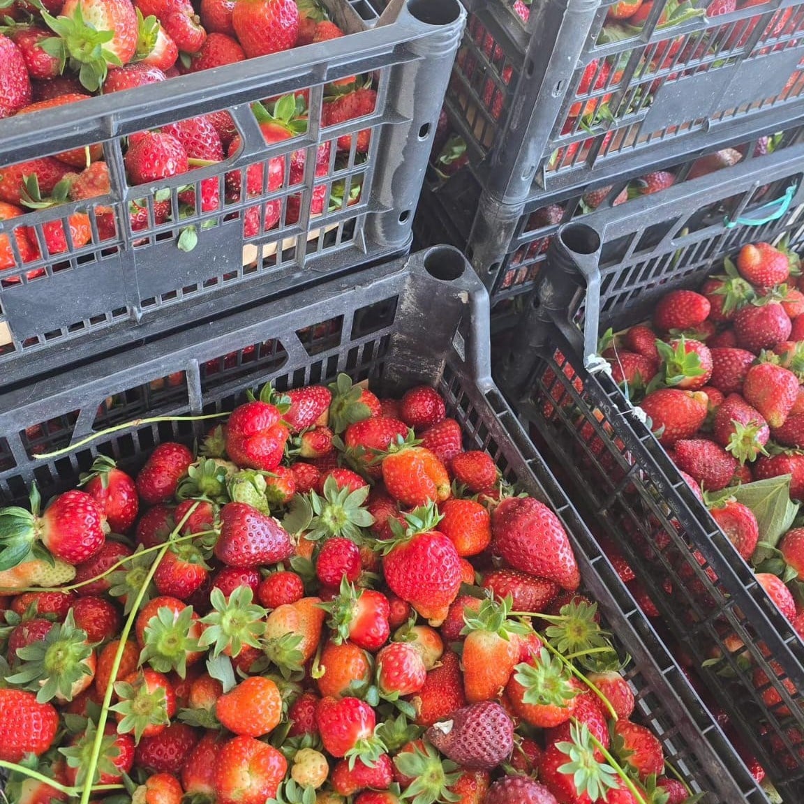 Chia Tohumlu Çilek Reçeli 215 g (şeker ilavesiz)