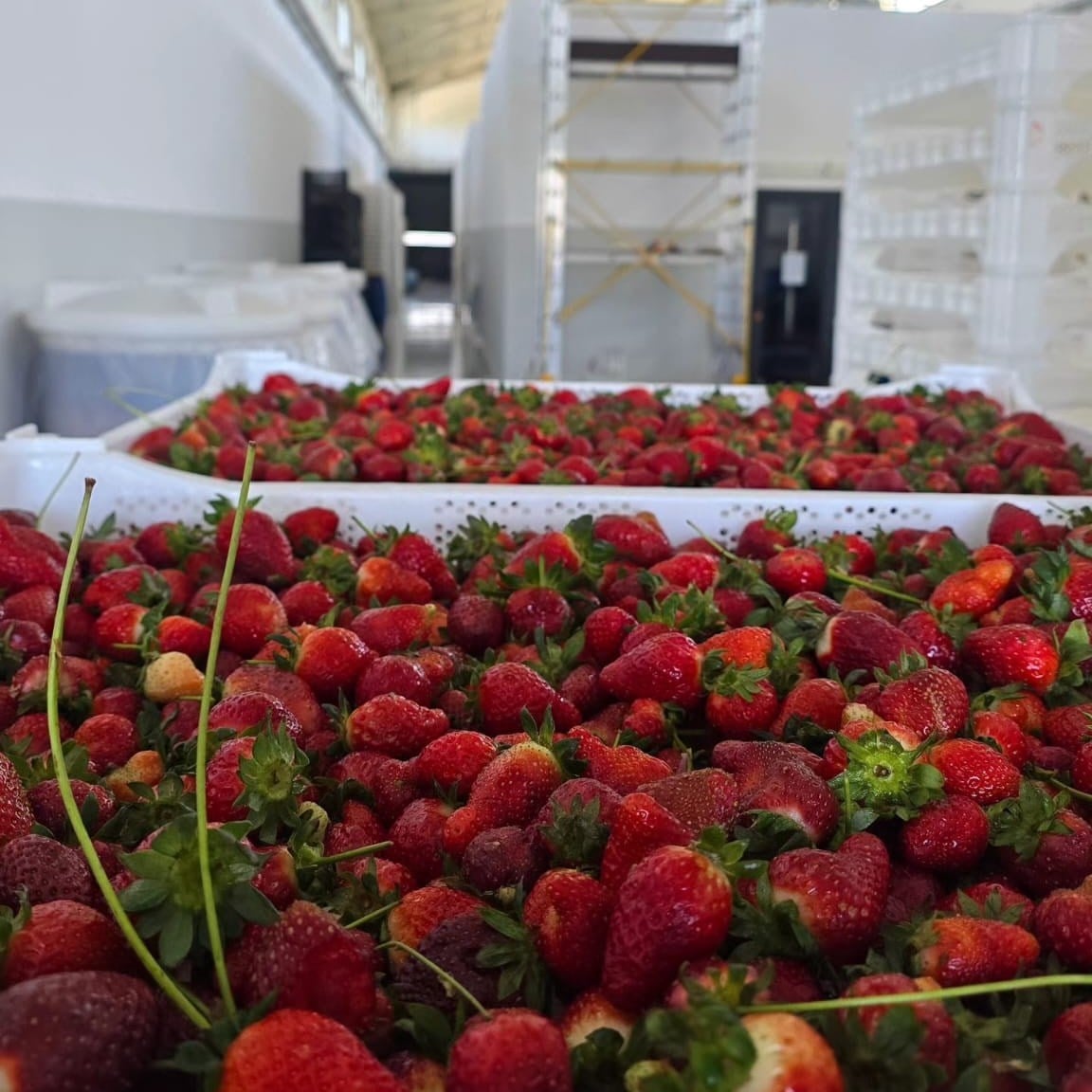 Çilek Marmelatı 200 g (%100 Meyveden)
