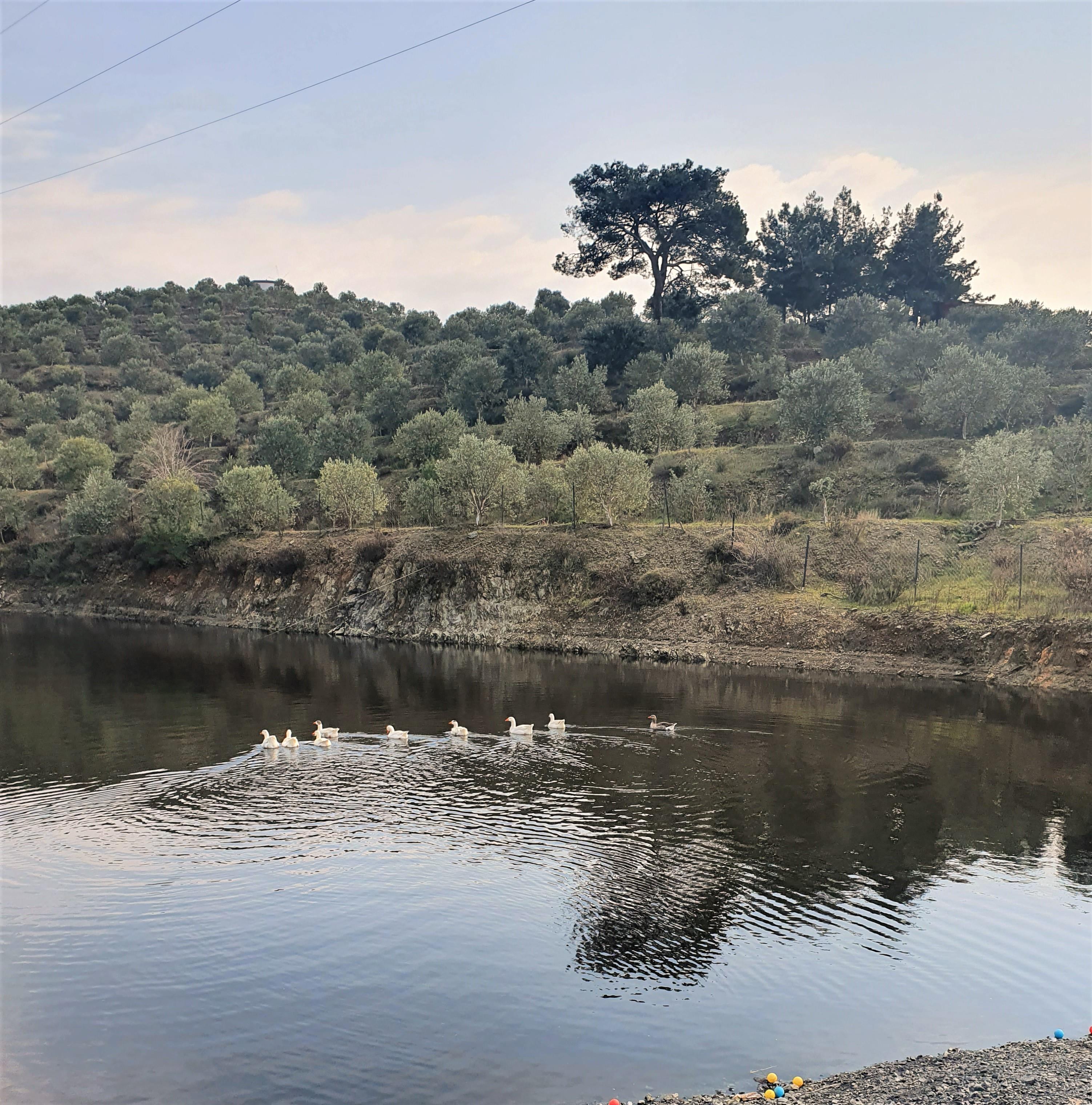 Domat - Erken Hasat Natürel Sızma Zeytinyağı 5 L